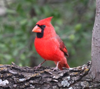 916 - NORTHERN CARDINAL (10-21-2020) ashby ranch, edwards county, tx-02