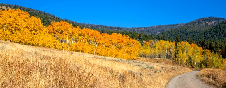 Fall foliage in Custer Gallatin National Forest near Yellowstone
