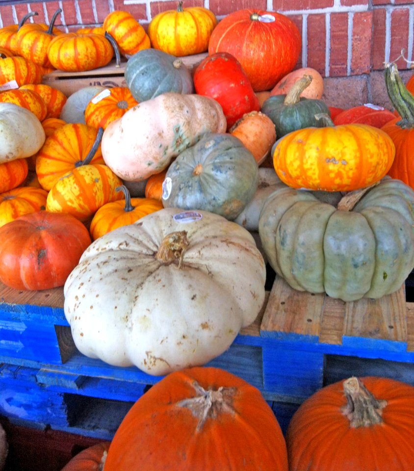 Pumpkins & Gourds 1