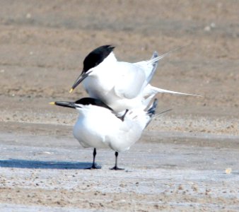 391- SANDWICH TERN (4-20-12) south padre island, tx  (7)