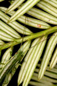 California stick insect (Timema poppensis)