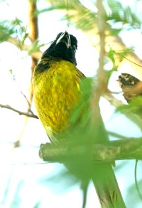 915 - CRIMSON-COLLARED GROSBEAK (4-25-2019) quinta matzatlan, hidalgo co, tx -02