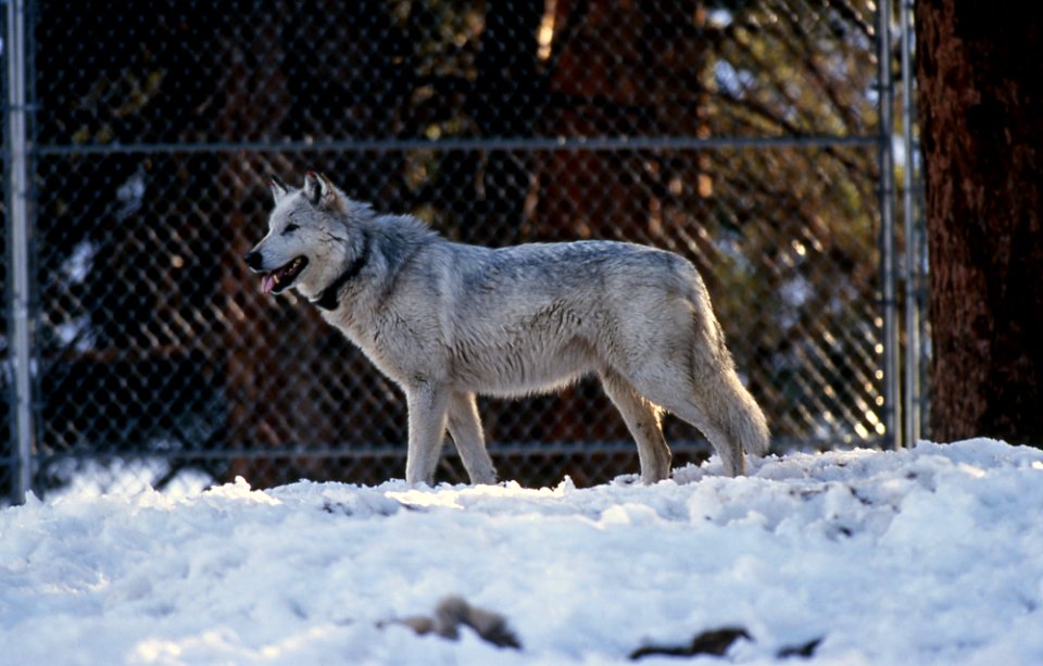 #39 of Druid pack in Rose Creek pen