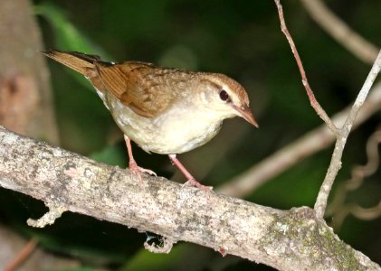 805 - SWAINSON'S WARBLER (6-4-2017) railroad ditch road, great dismal swamp nwr, virginia -06