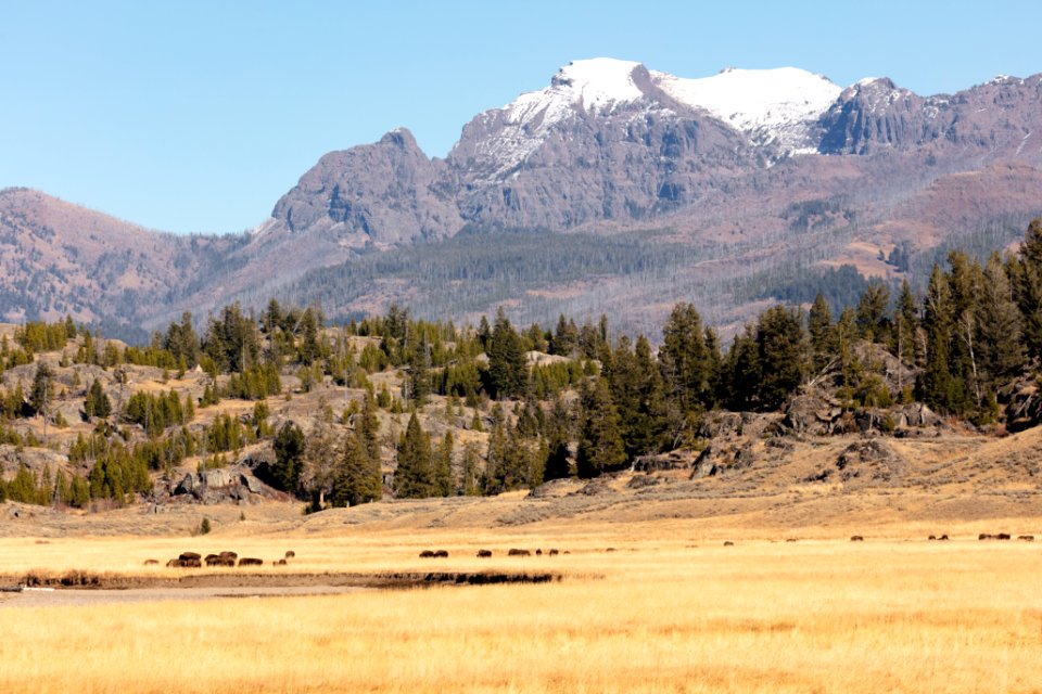 Bison grazing along Slough Creek