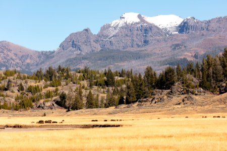 Bison grazing along Slough Creek photo