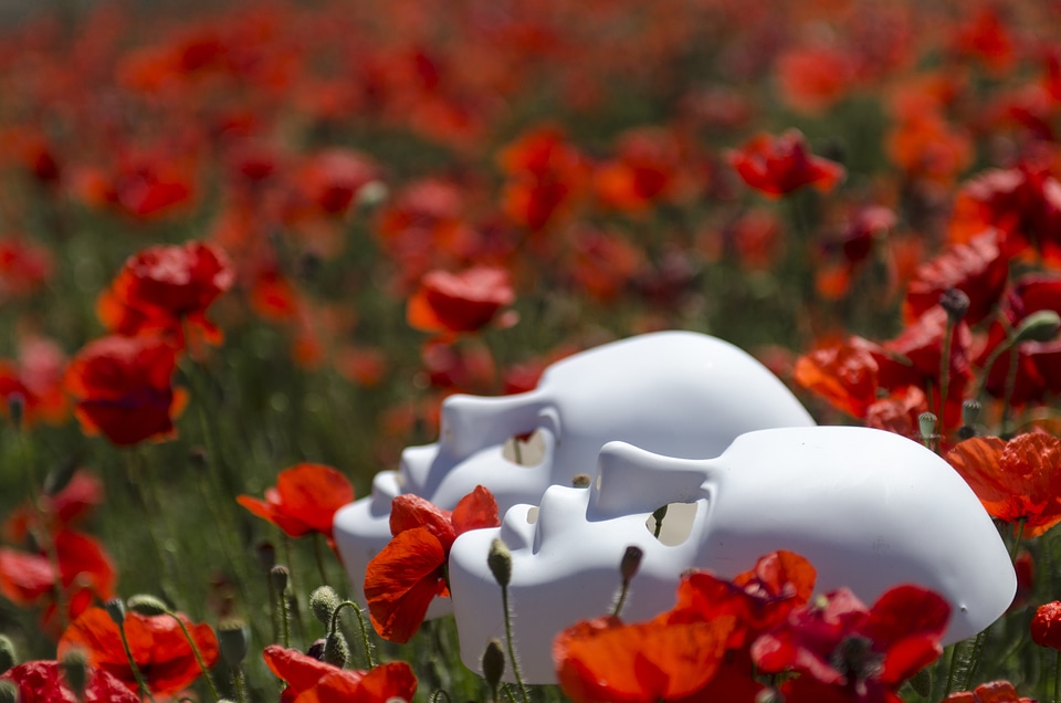 Red nature poppy flower