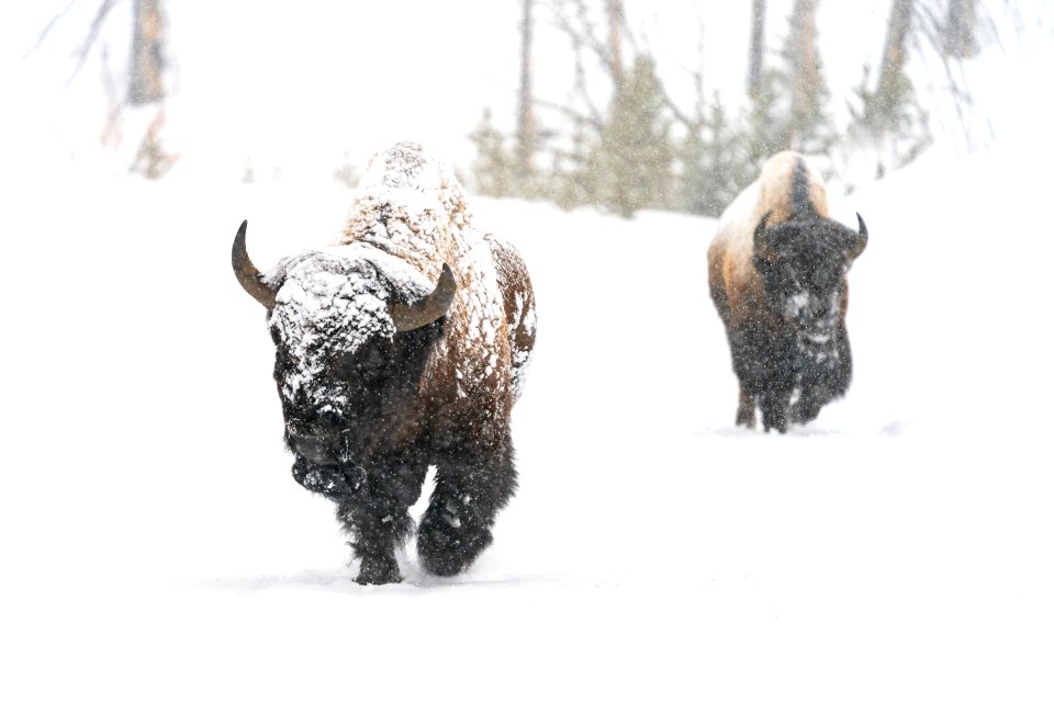 Bull bison on the East Entrance Road