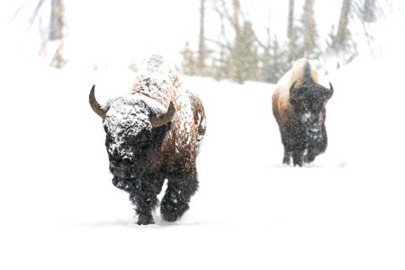 Bull bison on the East Entrance Road