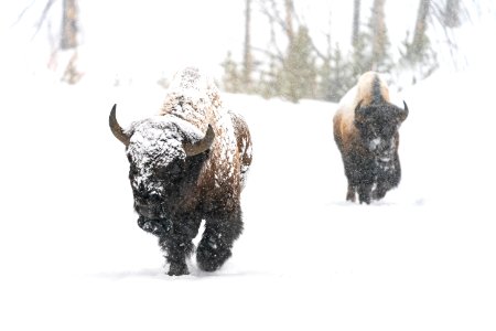 Bull bison on the East Entrance Road photo