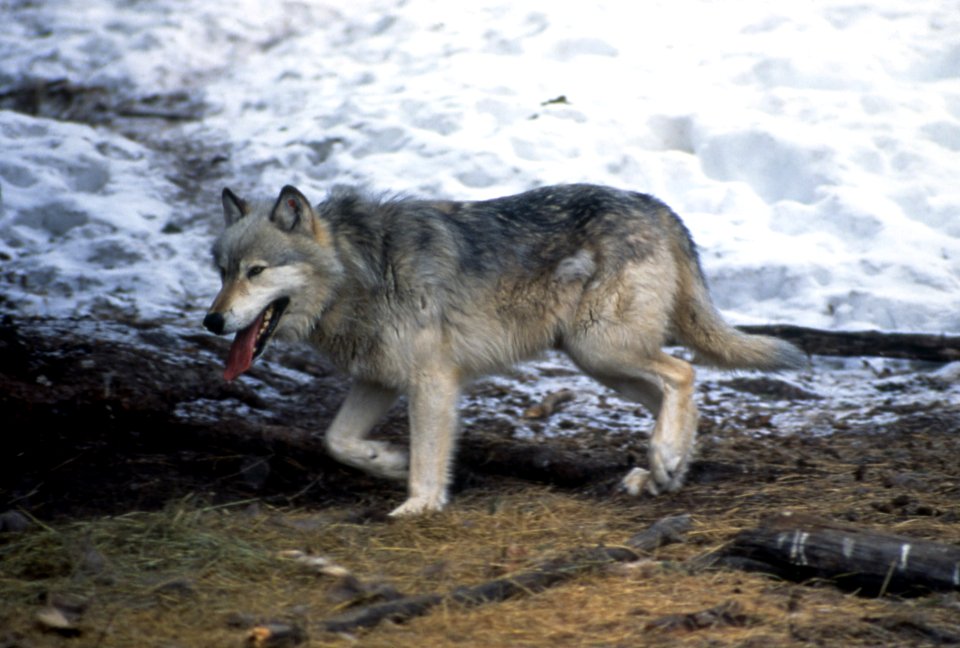 Wolf #10 in Rose Creek Pen