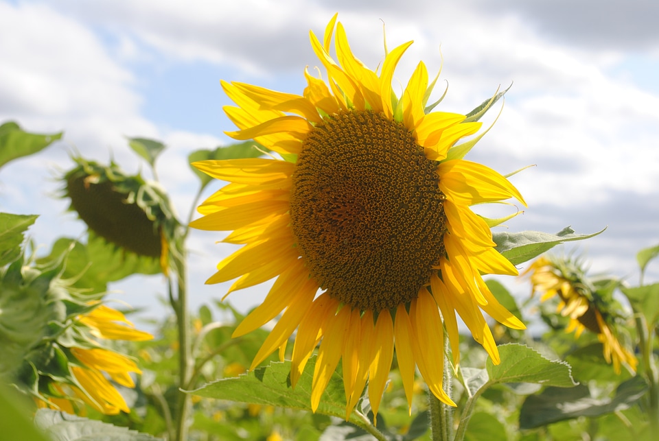 Nature yellow flower