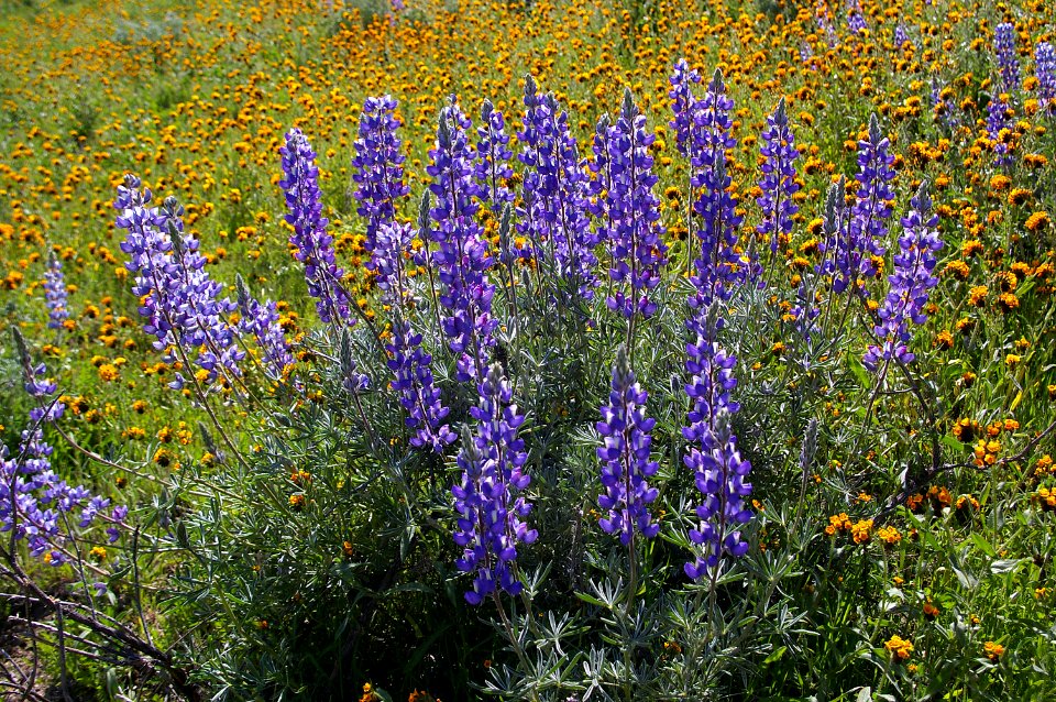 BITTERWATER ROAD WILDFLOWERS (4-6-08) -016