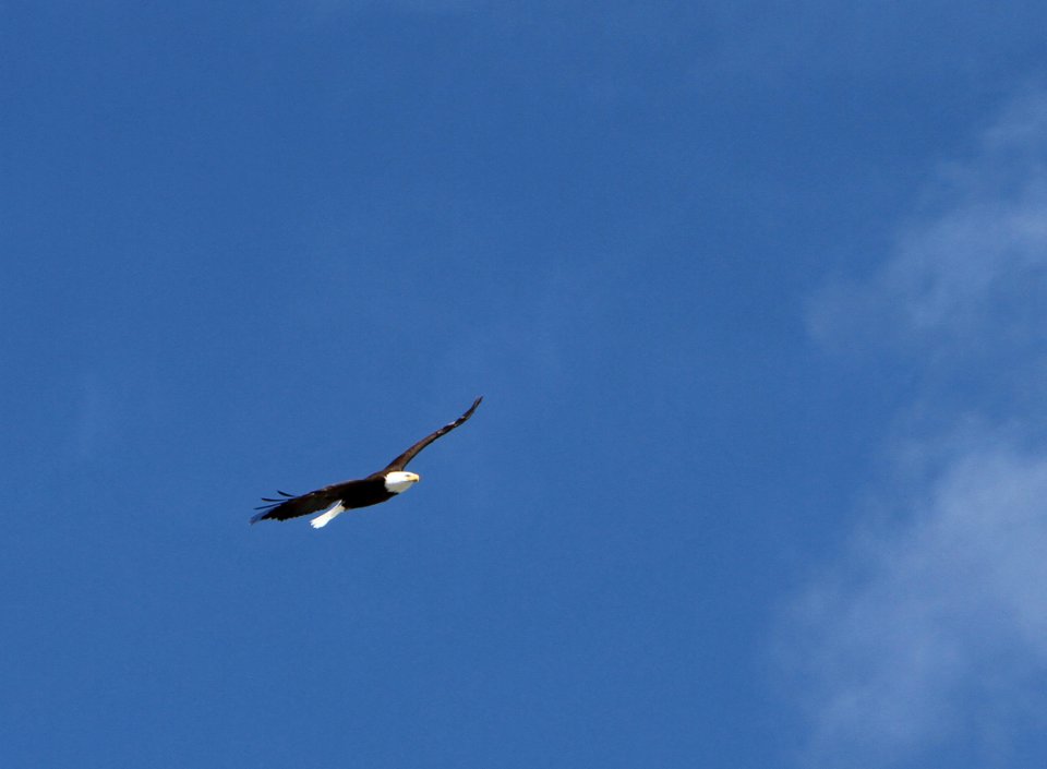 Bald eagle