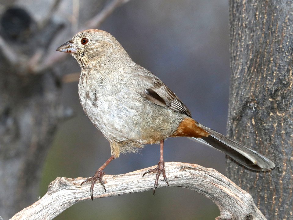 863 - CANYON TOWHEE (3-11-2020) hereford, cochise co, az -02