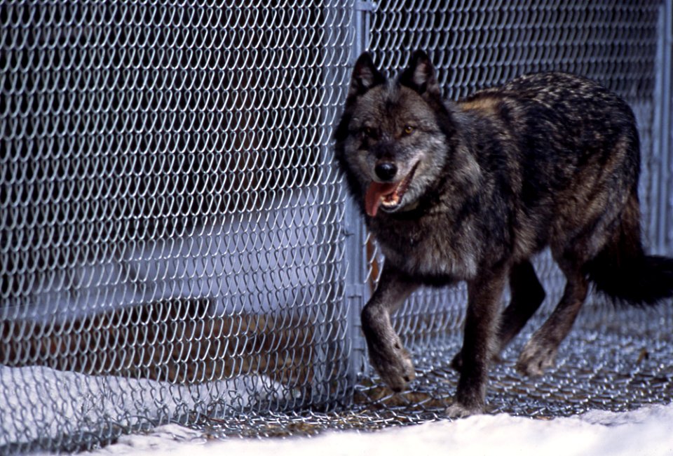 Wolf #9 in Rose Creek pen