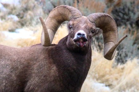 Bighorn Sheep with suspected sore mouth disease.