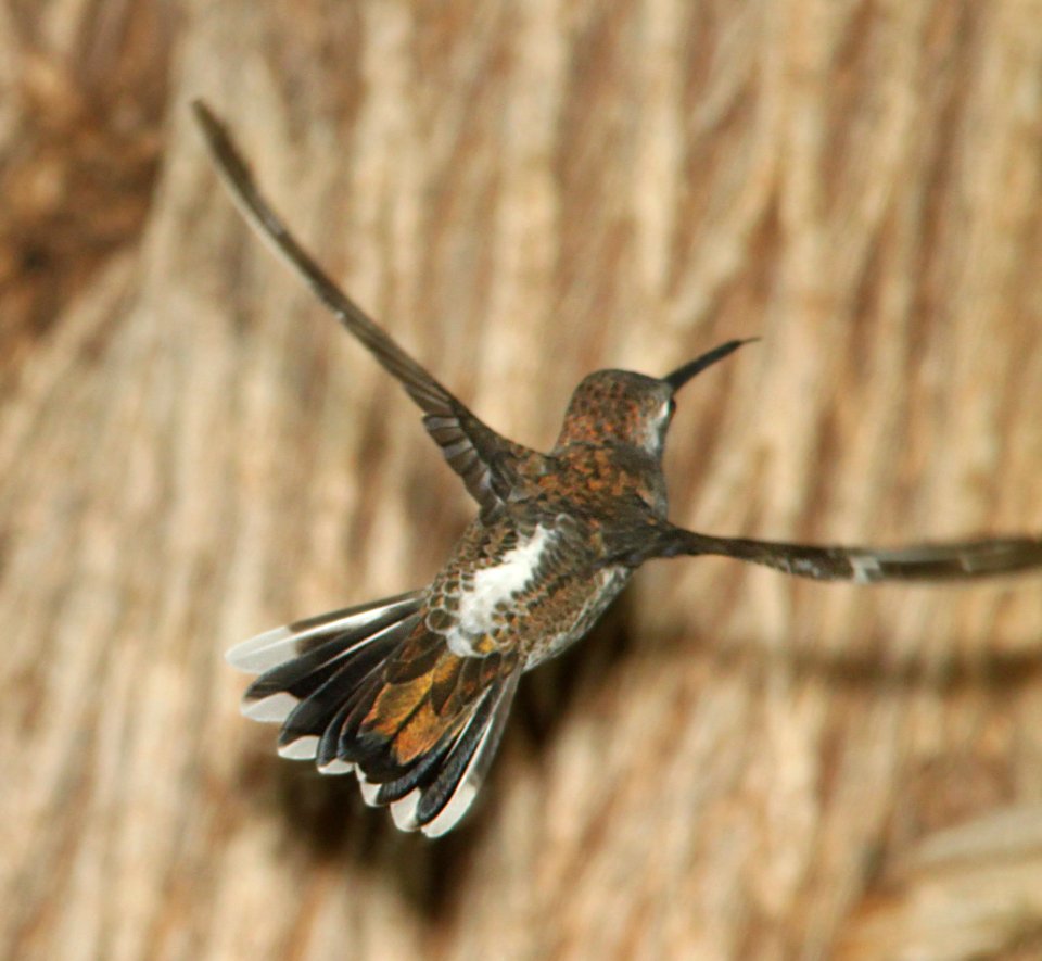 STARTHROAT, PLAIN-CAPPED (9-5-10) Paton's yard, Patagonia, scc, az -08