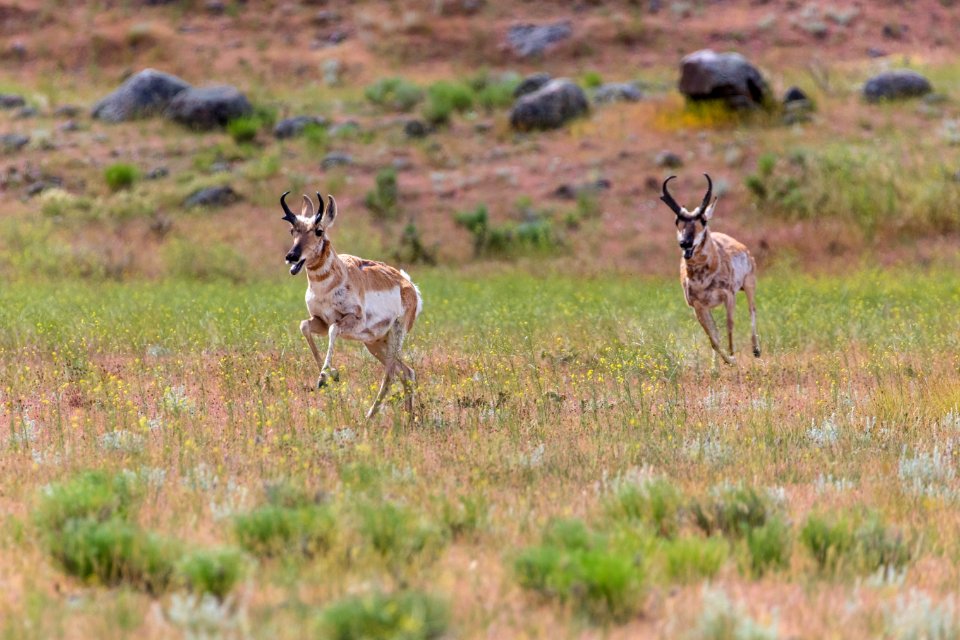 Pronghorn on Rescue Creek Trail
