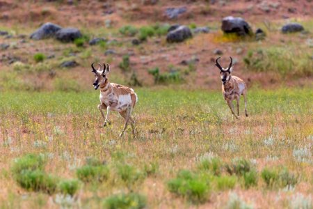 Pronghorn on Rescue Creek Trail photo