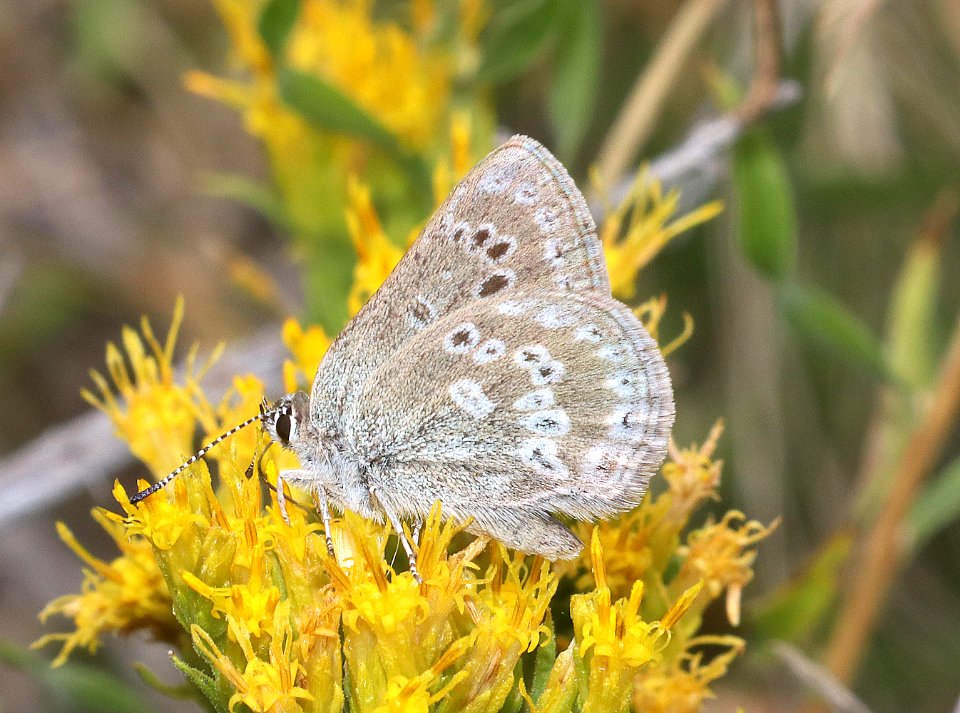 HAIRSTREAK, SAGEBRUSH SOOTY (Satyrium fuliginosa) (7-22-2020) 5800 ft, rte 43 east of wisdom in big hole valley, beaverhead co, mt -01