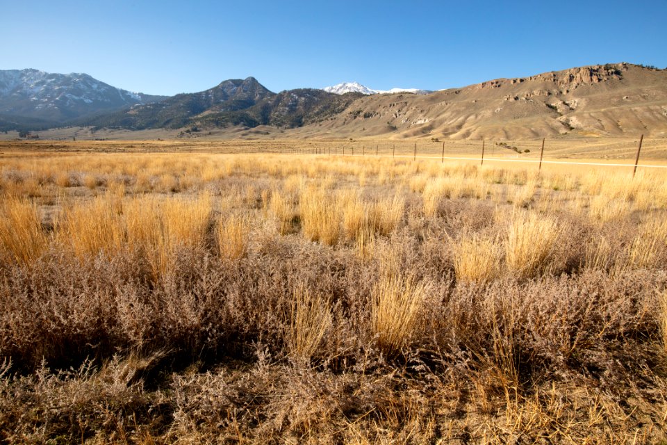 Cinnabar Basin prescribed burn project - unburned area