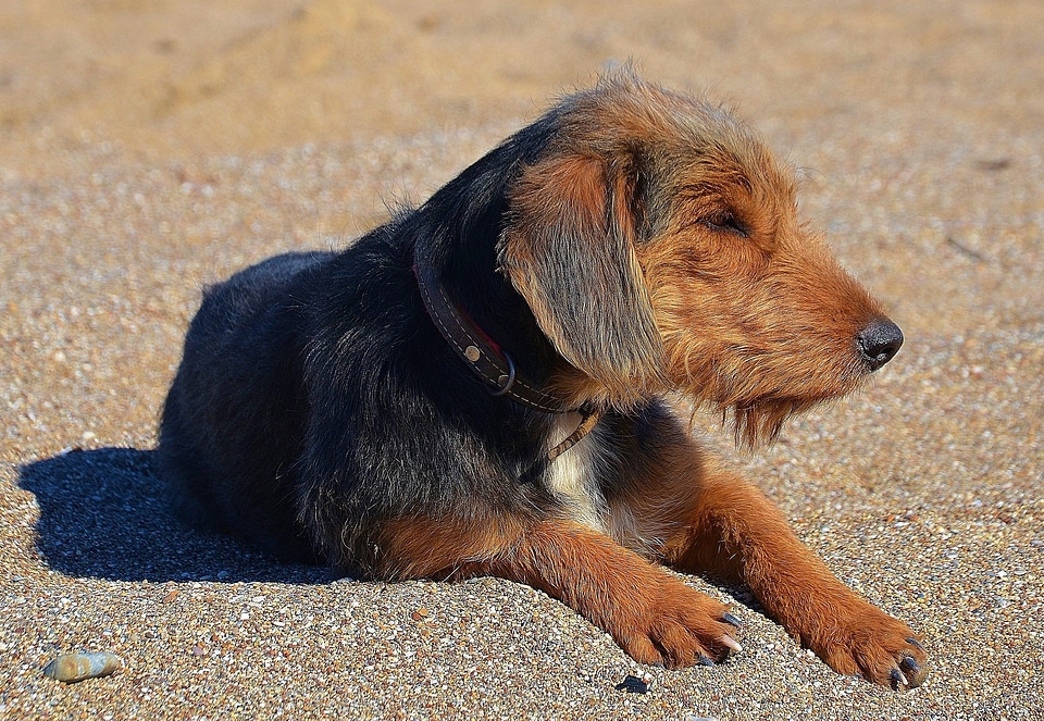 Portrait doggy puppy