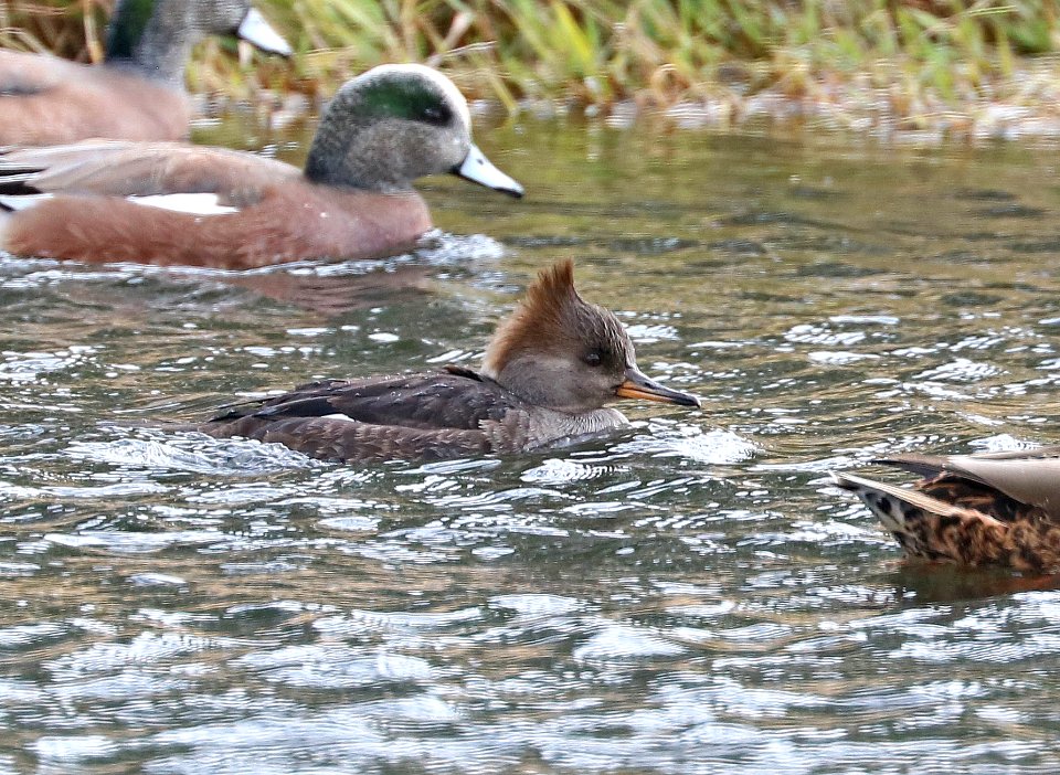 061 - HOODED MERGANSER (12-12-2017) rio rico golf course, santa cruz co, az -01