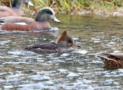 061 - HOODED MERGANSER (12-12-2017) rio rico golf course, santa cruz co, az -01