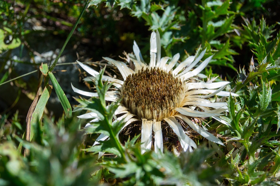 Nature blossom bloom