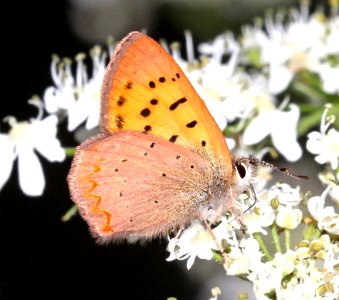 COPPER, PURPLISH (Lycaena helloides) (7-17-2015) 8500 ft, west fork, san juan river, mineral co, co (16)