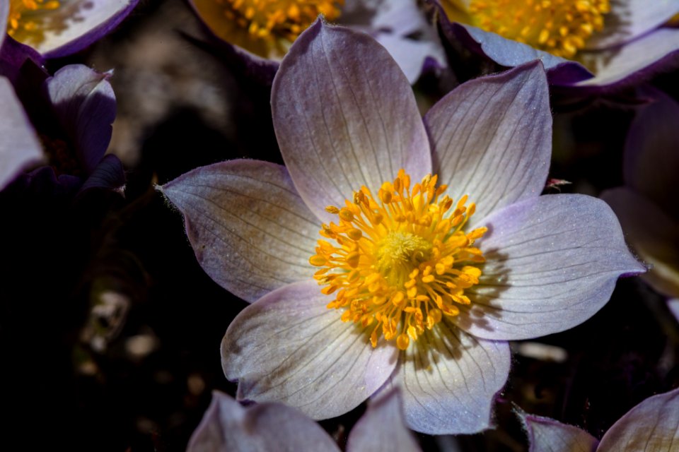 Details of a pasqueflower (Pulsatilla patens)