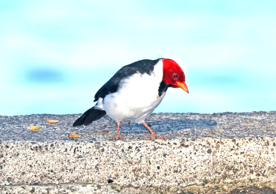 YELLOW-BILLED CARDINAL (8-28-2017) keauhou bay, kona coast, hawaii co, hawaii -02