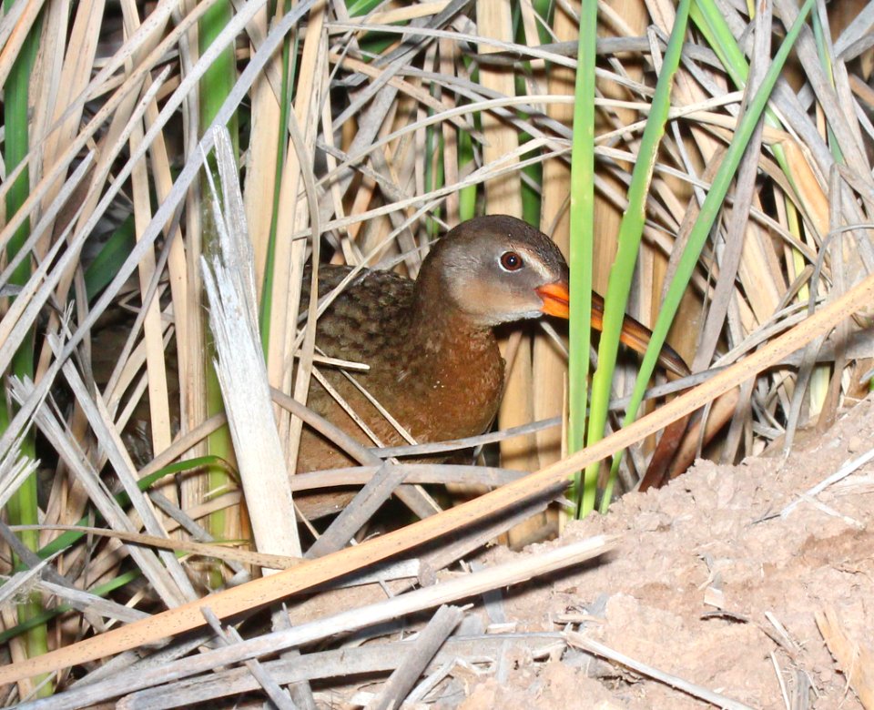 237B - RIDGWAY'S RAIL (3-25-2015) imperial irrigation district wetlands, niland, imperial co, ca