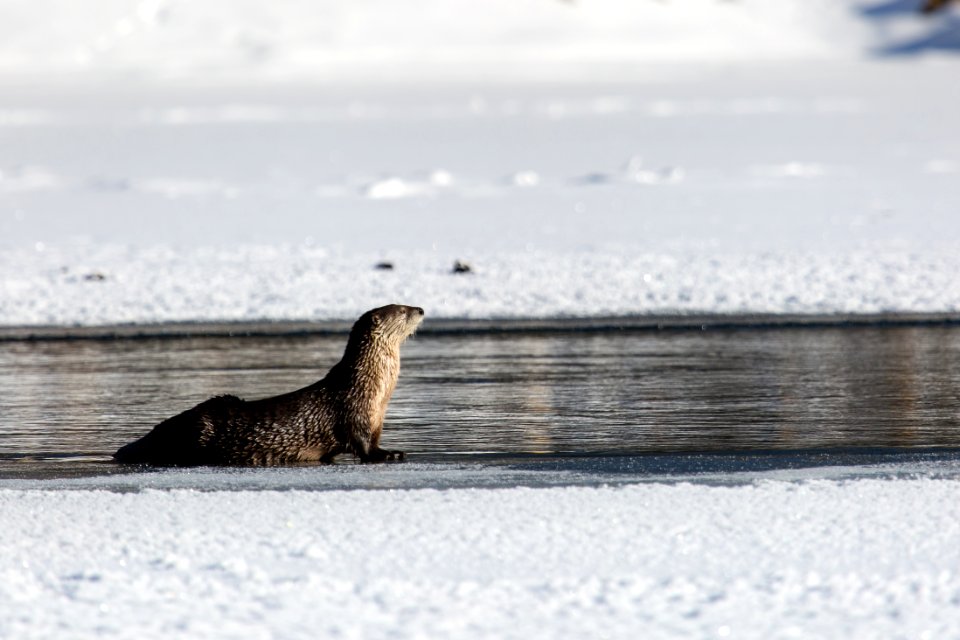 River otter, Yellowstone River