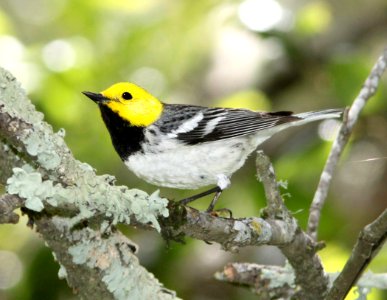 841 - HERMIT WARBLER (4-15-10) cerro alto campground area, slo co, ca (1)