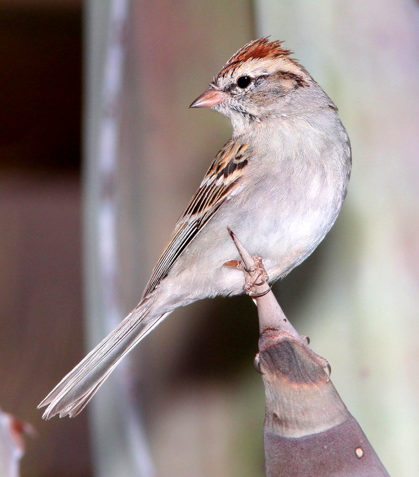 871 - CHIPPING SPARROW (3-14-11) 78 circulo montana, patagonia lake ranch estates, scc, az -01
