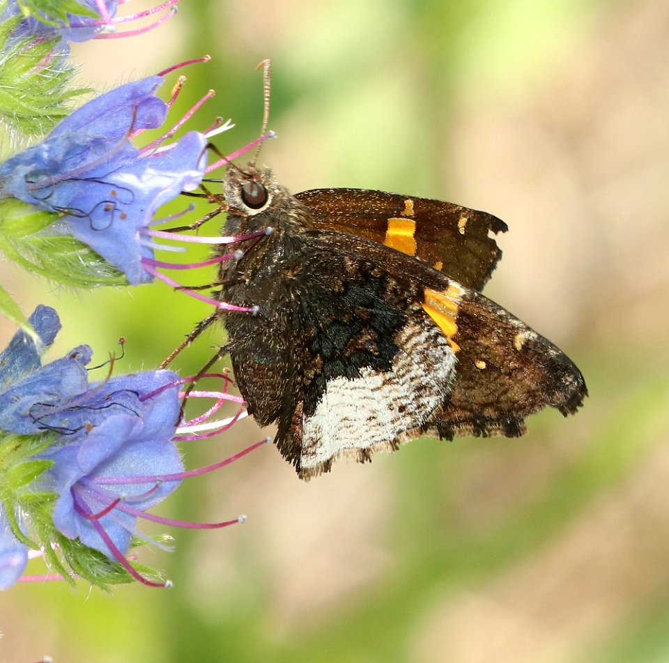 HOARY EDGE (Achalarus lyciades) (5-29-2018) pyatt access to crooked creek, marion co, ar -02