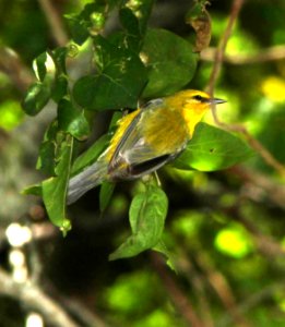 802 -WARBLER, BLUE-WINGED WARBLER (4-19-12) convention center, south padre island, tx (4)