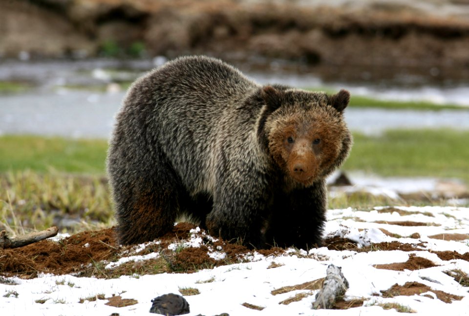 Grizzly bear near Obsidian Creek