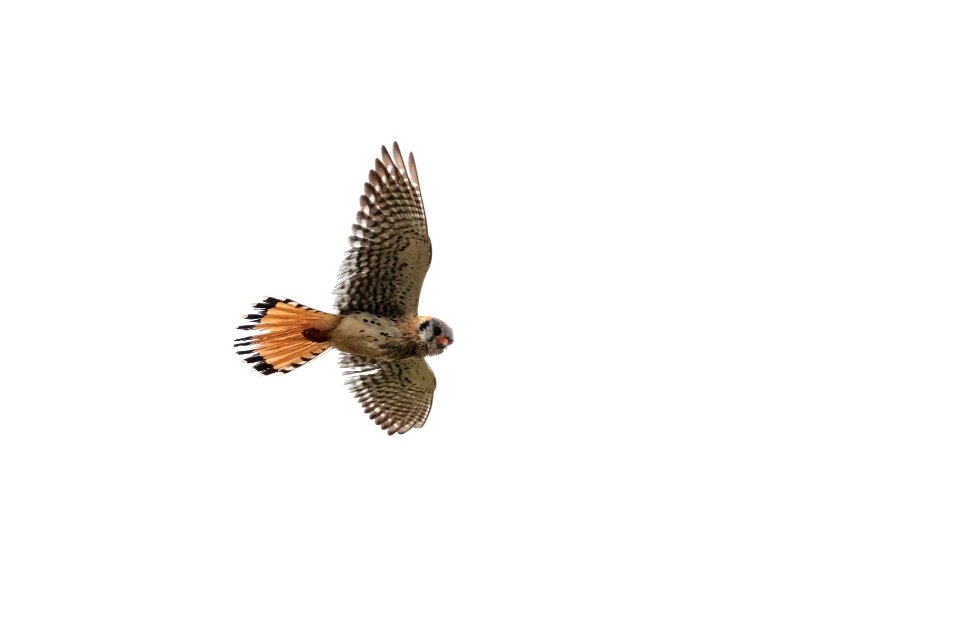 American Kestrel kiting near the North Entrance
