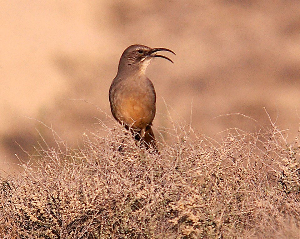 THRASHER, CALIFORNIA (2-16-06) carrizo plain nat monument, slo co, ca