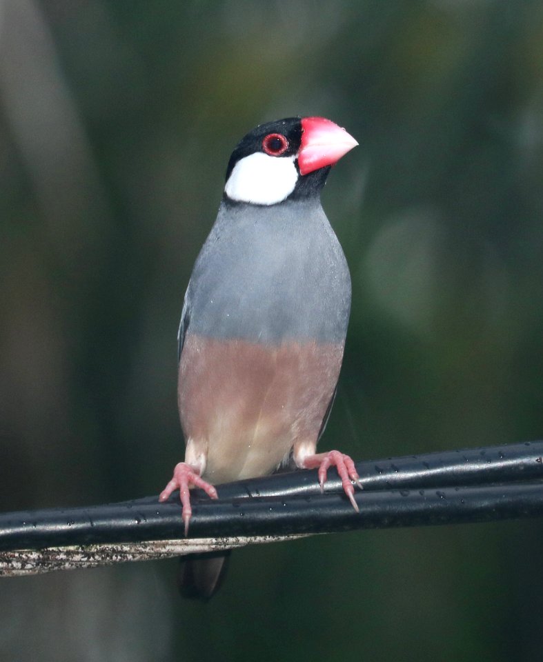 JAVA SPARROW (9-7-2017) hilo, hawai'i co, hawaii -01