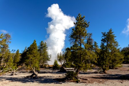 Steamboat Geyser eruption seen through the trees
