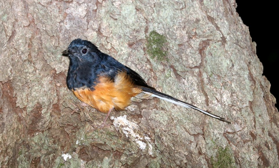 WHITE-RUMPED SHAMA (9-18-2017) foster botanical garden, honolulu, honolulu co, hawaii -02