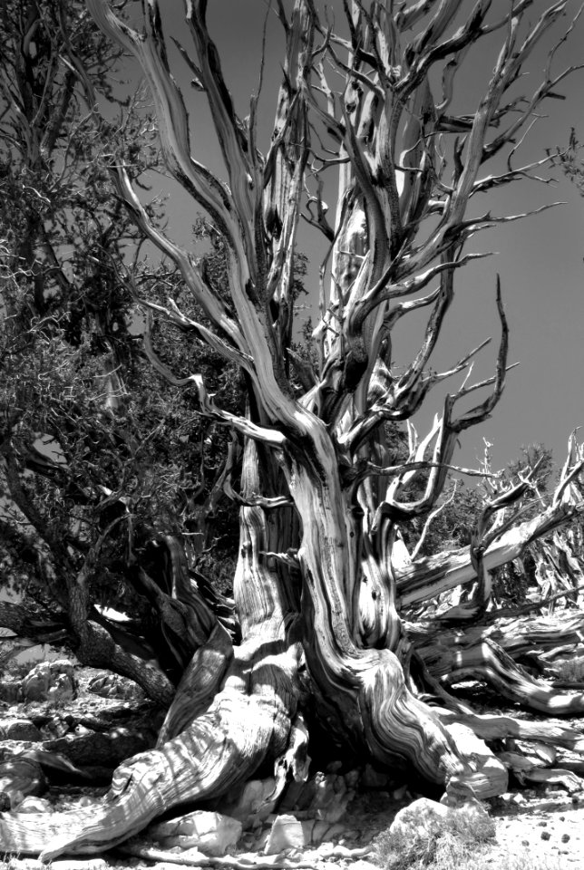 INYO BRISTLECONES & CAMPSITE (8-13-2017) - 14a BW
