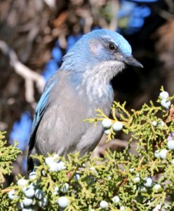 242b - WOODHOUSE'S JAY (10-6-2016) montezuma county, co -01 (6)