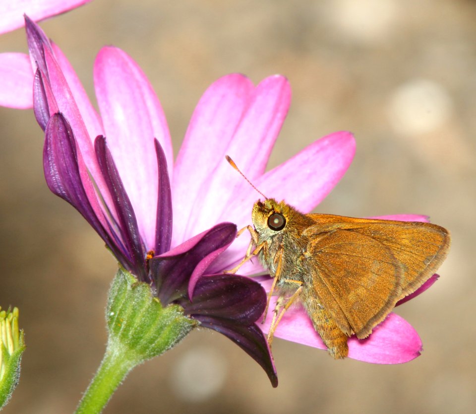 SKIPPER, RURAL (Ochlodes agricola) (6-18-2014) boulder creek, santa cruz co, ca -02