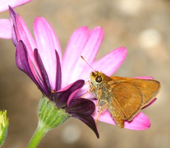 SKIPPER, RURAL (Ochlodes agricola) (6-18-2014) boulder creek, santa cruz co, ca -02