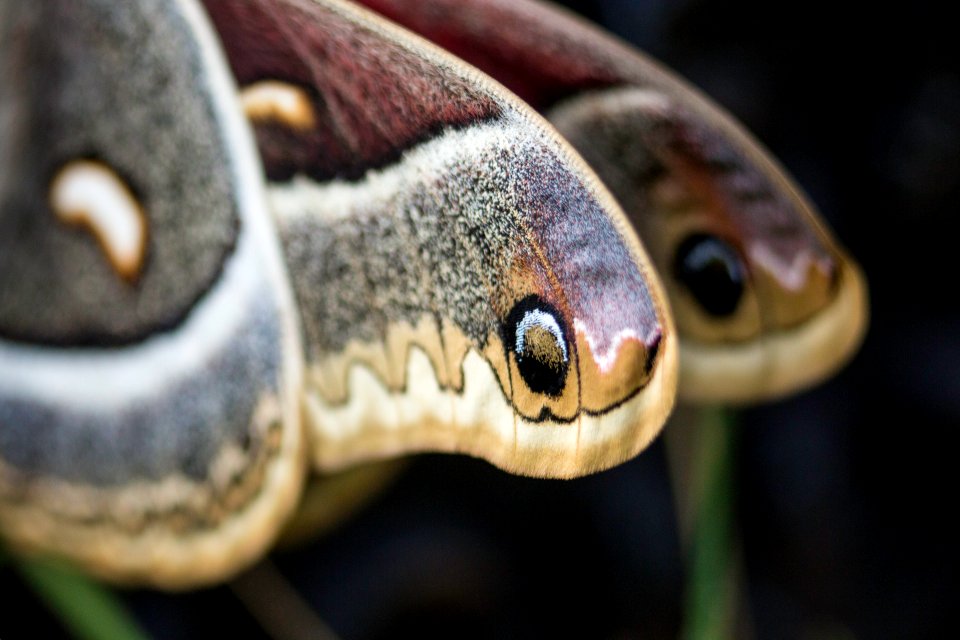 The wings of a cecropia moth, Mammoth Hot Springs